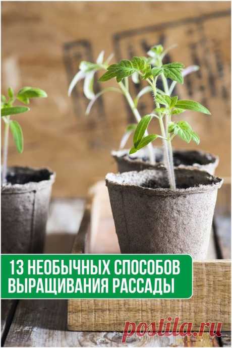 13 необычных способов выращивания рассады. Какой выберете вы?