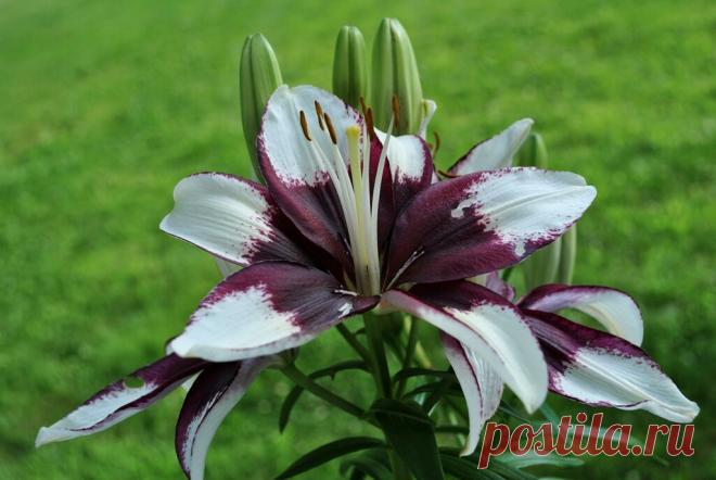 Секрет пышно цветущих лилий: пересаживаем правильно | Лайфхаки и полезные советы | Яндекс Дзен