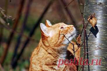 Васька-спасатель - OGADANIE.RU