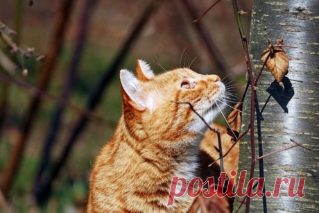 Васька-спасатель - OGADANIE.RU