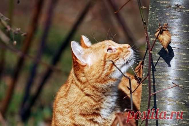 Васька-спасатель - OGADANIE.RU