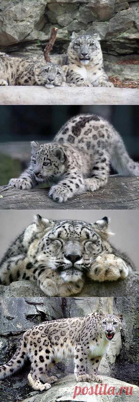 Ирбис, он же снежный барс, он же snow leopard. Фото, видео, информация » ALLDAYPLUS.RU