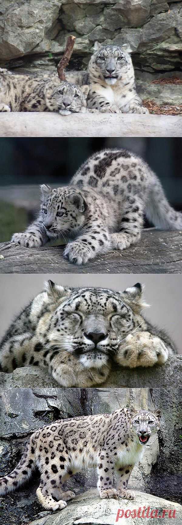 Ирбис, он же снежный барс, он же snow leopard. Фото, видео, информация » ALLDAYPLUS.RU