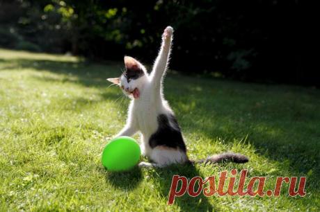 30 фотографий, которыми коты могут гордиться