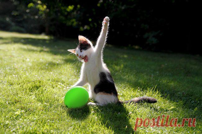 30 фотографий, которыми коты могут гордиться