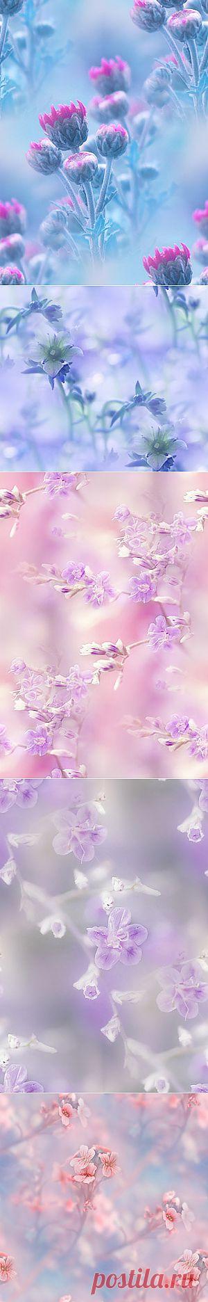 фоны из фотографий by =lpdragonfly — Прекрасные фоны для дневников