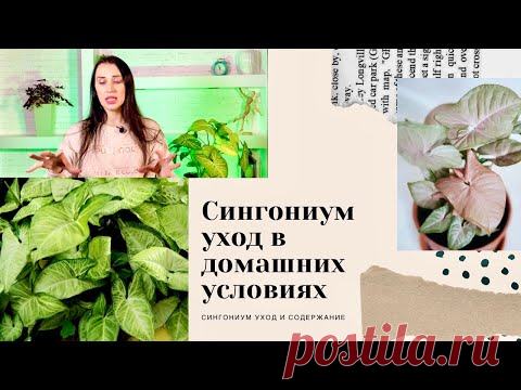 🪴СИНГОНИУМ УХОД В ДОМАШНИХ УСЛОВИЯХ/РАЗМНОЖЕНИЕ/ПОЛЕЗНЫЕ СВОЙСТВА ЦВЕТКА🪴