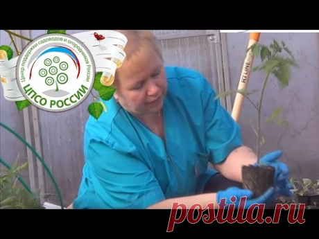 Как посадить томаты в теплице. Высаживаем рассаду.