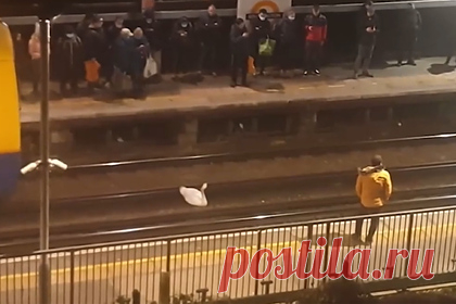 В метро остановили движение поездов из-за заблудившегося лебедя. Вечером в пятницу, 24 января, пассажиры станции South Acton лондонского метро заметили спокойно сидящего на рельсах лебедя. Большую часть времени он не издавал звуков и молча смотрел на людей. Животное выбрало не слишком удачное время для путешествия по подземке: лебедь оказался в метро в час пик.