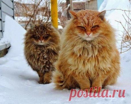 20 фотографий, наполненных волшебством настоящей зимы