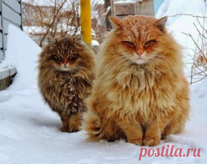 20 фотографий, наполненных волшебством настоящей зимы