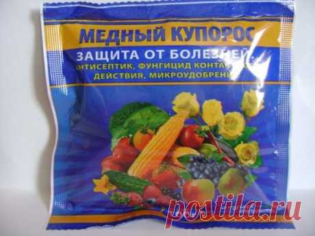 Профилактика фитофторы на помидорах народными средствами