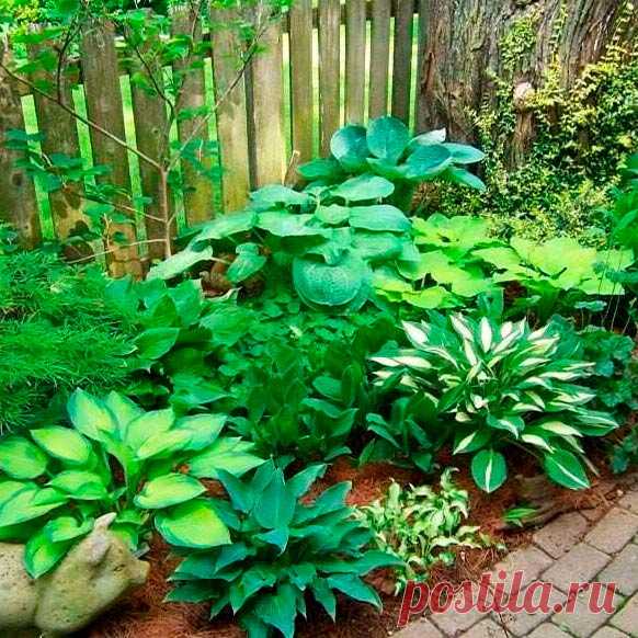 Многолетний садовый цветок Хоста (Hosta). Декоративный травянистый многолетник высотой до 40-50 см с укороченным корневищем, густой розеткой листьев и изящными соцветиями колокольчатых, трубковидных или воронковидных цветков. Цветет в июне - июле.