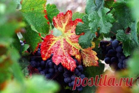 Листва красная такая – краснуха винограда - Огород, сад, балкон - медиаплатформа МирТесен Следующий сезон не за горами, а нам еще надо проанализировать совершенные ошибки и сделать далеко идущие выводы. В прошлом году больше всего отравляли жизнь виноградарям грибковые болезни. Краснеть листья у винограда могут по разным причинам, но в последние годы все чаще виновата краснуха. Краснуха...