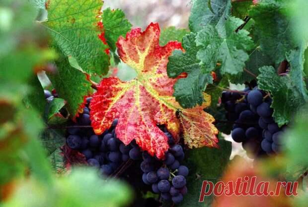 Листва красная такая – краснуха винограда - Огород, сад, балкон - медиаплатформа МирТесен Следующий сезон не за горами, а нам еще надо проанализировать совершенные ошибки и сделать далеко идущие выводы. В прошлом году больше всего отравляли жизнь виноградарям грибковые болезни. Краснеть листья у винограда могут по разным причинам, но в последние годы все чаще виновата краснуха. Краснуха...