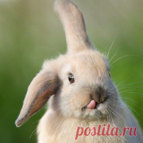 🐰 Немецкие фразеологизмы о зайцах / Изучение немецкого языка