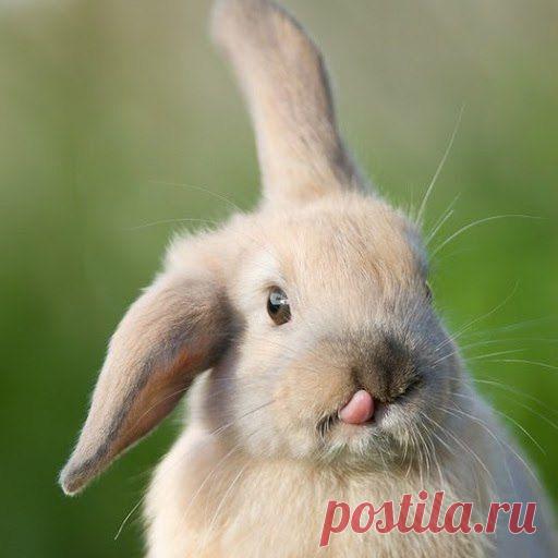 🐰 Немецкие фразеологизмы о зайцах / Изучение немецкого языка