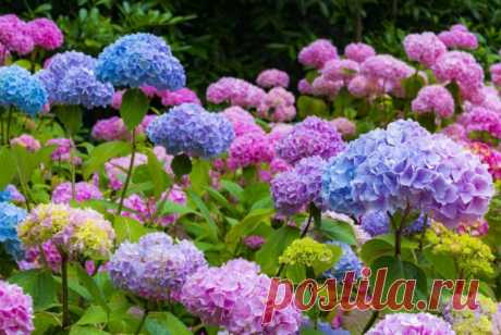 15 быстрорастущих декоративных кустарников, которые преобразят участок