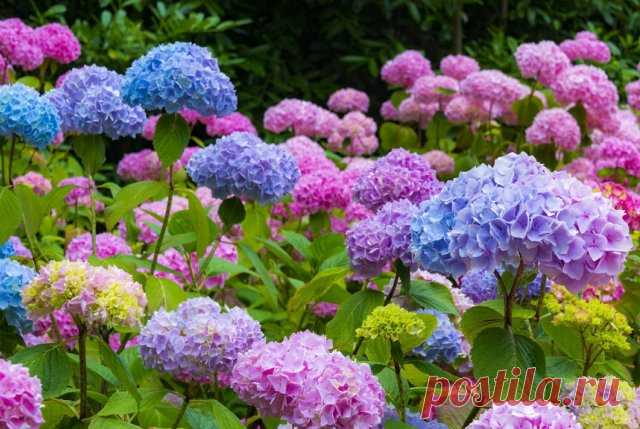 15 быстрорастущих декоративных кустарников, которые преобразят участок