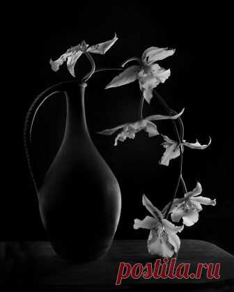 still life with orchid