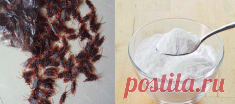 Супер-смесь, которая за одну ночь избавит от тараканов в доме!