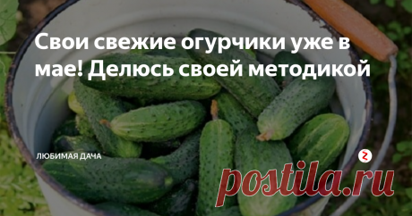 Свои свежие огурчики уже в мае! Делюсь своей методикой По стандартам, посев огурцов производят с конца апреля до середины мая. Выходит, что свои овощи на столе оказываются лишь в июле, а до этого времени их приходиться покупать у торговцев. Такая перспектива меня не радовала, потому я решила выискать способы, позволяющие как можно раньше получать урожай огурцов. Кто ищет, тот всегда найдет! Я уже испробовала методику выращивания раннего урожая, теперь