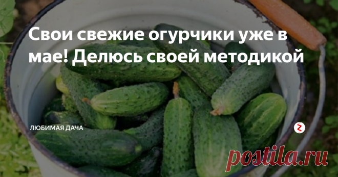 Свои свежие огурчики уже в мае! Делюсь своей методикой По стандартам, посев огурцов производят с конца апреля до середины мая. Выходит, что свои овощи на столе оказываются лишь в июле, а до этого времени их приходиться покупать у торговцев. Такая перспектива меня не радовала, потому я решила выискать способы, позволяющие как можно раньше получать урожай огурцов. Кто ищет, тот всегда найдет! Я уже испробовала методику выращивания раннего урожая, теперь