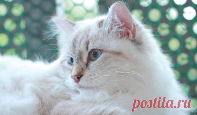 Шерсть, уши, глаза кошки и еще 5 признаков здоровья питомца.