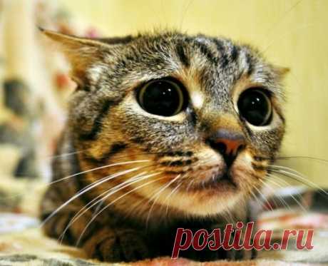 Как избавиться от кошачьего запаха?