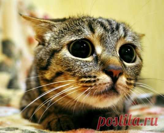 Как избавиться от кошачьего запаха?