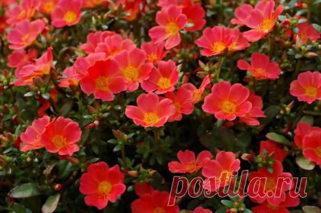 Растут на каждой клумбе: красивые и популярные цветы среди садоводов | Красивый сад и огород | Пульс Mail.ru красивые и популярные цветы среди садоводов