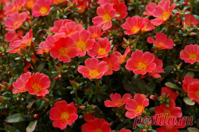 Растут на каждой клумбе: красивые и популярные цветы среди садоводов | Красивый сад и огород | Пульс Mail.ru красивые и популярные цветы среди садоводов