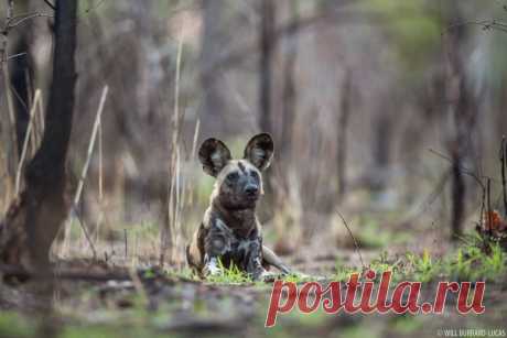 African Wild Dogs | Photos Pictures Images