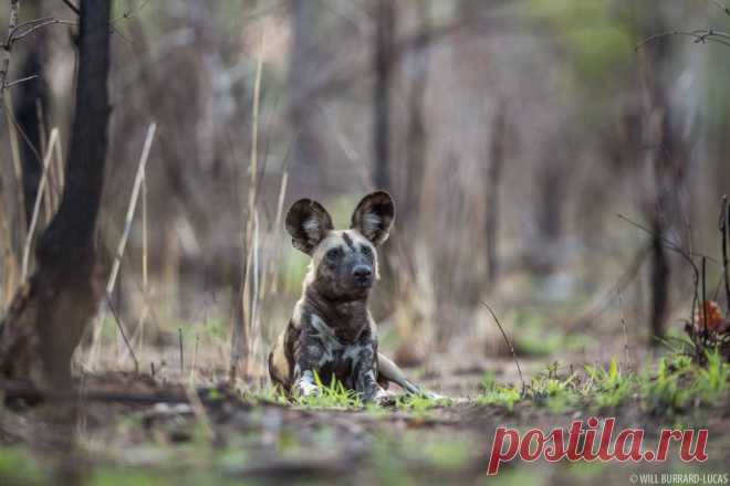African Wild Dogs | Photos Pictures Images