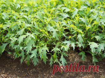 Капуста мизуна - полезные свойства и способы употребления