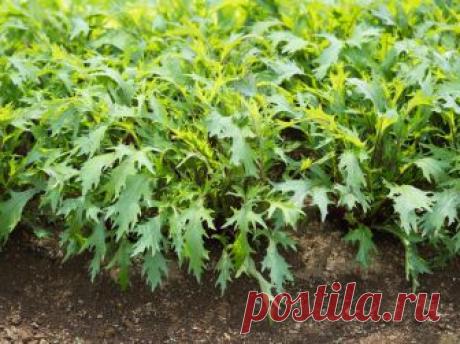 Капуста мизуна - полезные свойства и способы употребления