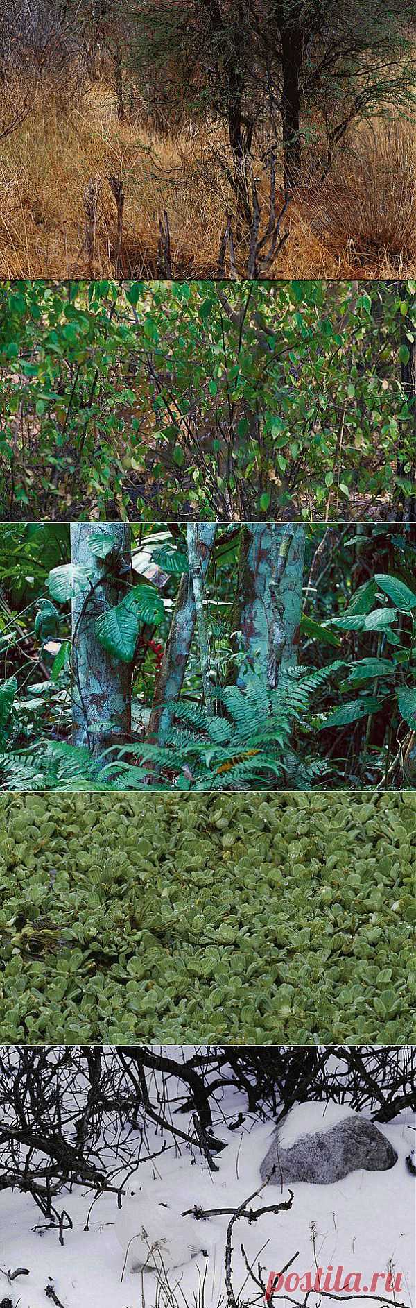 (+1) тема - Найди животных на фотографиях | Четвероногий юмор