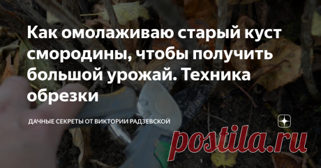 Как омолаживаю старый куст смородины, чтобы получить большой урожай. Техника обрезки Вырастить большой урожай смородины можно не только с молодого куста, но и со старого. Ведь смородина может плодоносить на одном месте больше 15 лет.  Поэтому весной я омолаживаю старые кусты смородины в саду. Поскольку только благодаря правильной и регулярной обрезке можно спасти любимый сорт и вырастить большой урожай. Расскажу подробнее, как омолаживаю старый куст смородины.