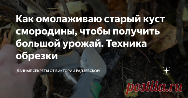 Как омолаживаю старый куст смородины, чтобы получить большой урожай. Техника обрезки Вырастить большой урожай смородины можно не только с молодого куста, но и со старого. Ведь смородина может плодоносить на одном месте больше 15 лет.  Поэтому весной я омолаживаю старые кусты смородины в саду. Поскольку только благодаря правильной и регулярной обрезке можно спасти любимый сорт и вырастить большой урожай. Расскажу подробнее, как омолаживаю старый куст смородины.