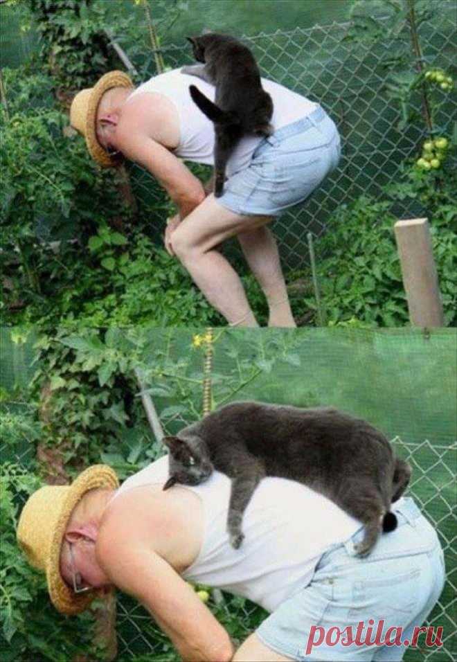 Веселые фотографии с животными