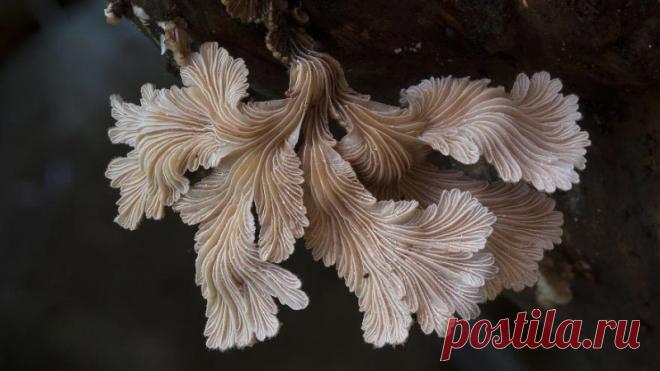 Волшебный мир австралийских грибов