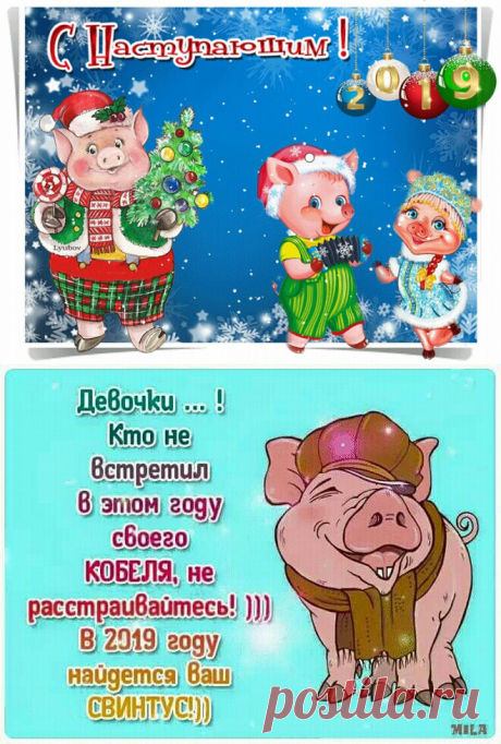 2019 год Свиньи - Прикольные статусы с наступающим новым годом Свиньи 2019 - С наступающим Новым годом Свиньи: картинки, открытки, статусы в картинках, поздравления, пожелания, стихи, проза