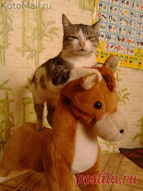 Любитель верховой езды | KotoMail.ru