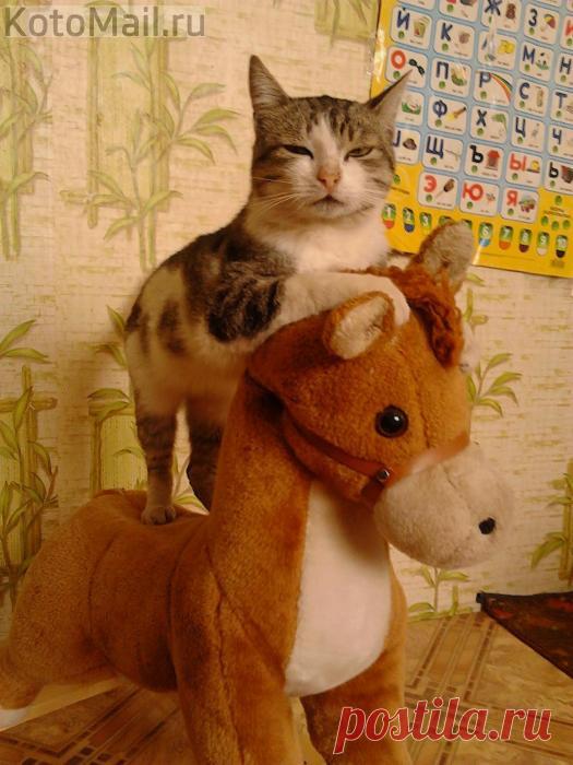 Любитель верховой езды