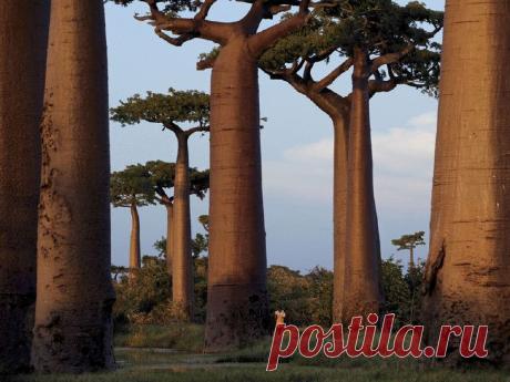 Trees | Dusky's Wonders
