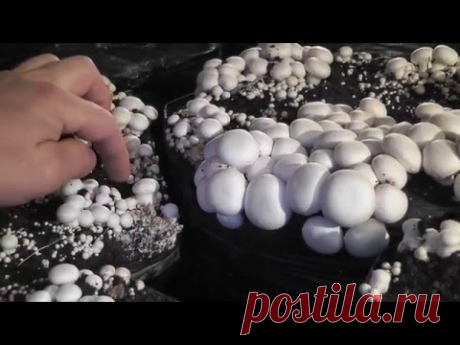 Обзор мицелия разных производителей