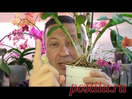 НЕ УБИВАЕМАЯ ОРХИДЕЯ / посадка и полив орхидей по индийски