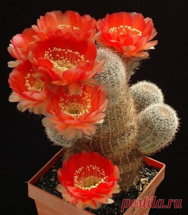 ЦВЕТЫ - Группы Мой Мир