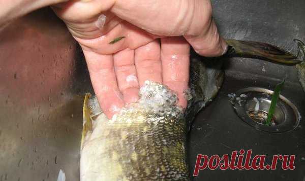 Чистим щуку. Просто, быстро, легко. Способы. Видео | MASTER-FISHER.RU | Яндекс Дзен