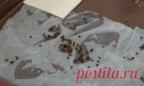 Дельфиниум из семян. Вымачивание, посев, стратификация. | Дзен Сад | Яндекс Дзен